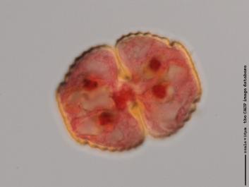 S024b 100x.jpg